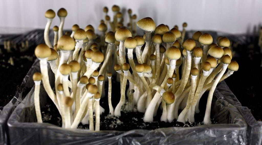 Where are mushrooms legal